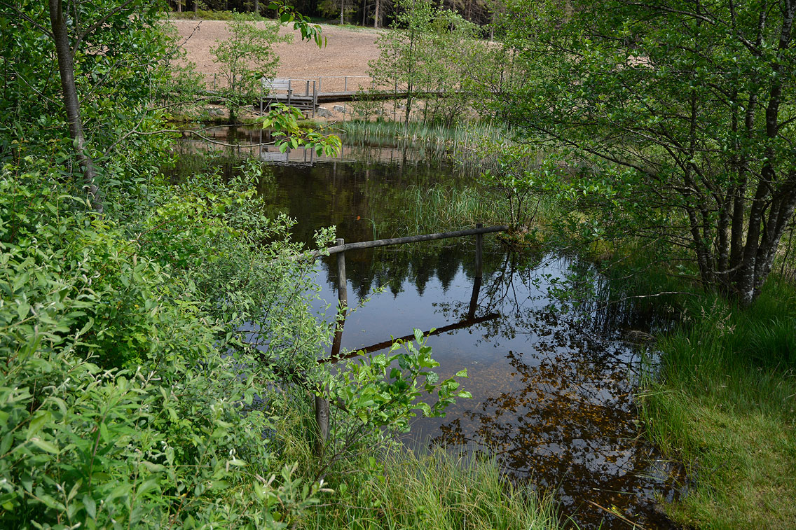 Moorpfad Dahlem Eifel
