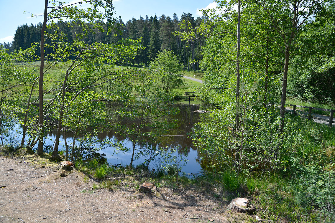 Moorpfad Dahlem Eifel