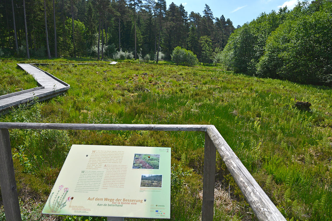 Moorpfad Dahlem Eifel
