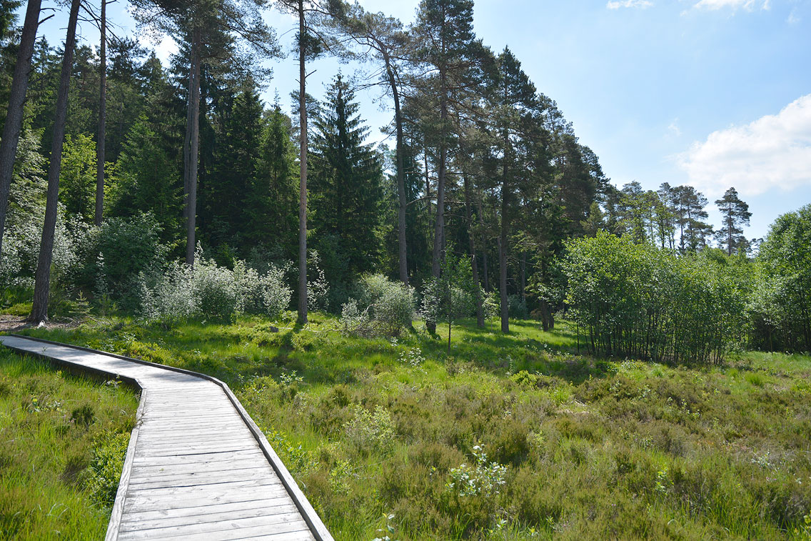 Moorpfad Dahlem Eifel