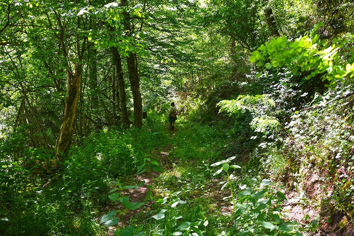 Naturschutzgebiet Ellerbachtal mit dem Ellerbach bei Ediger-Eller