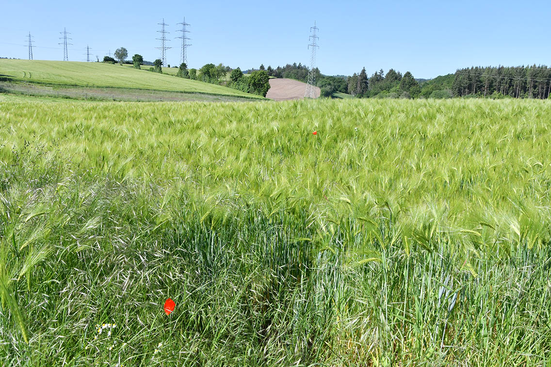 Naturschutzgebiet Ellerbachtal mit dem Ellerbach bei Ediger-Eller