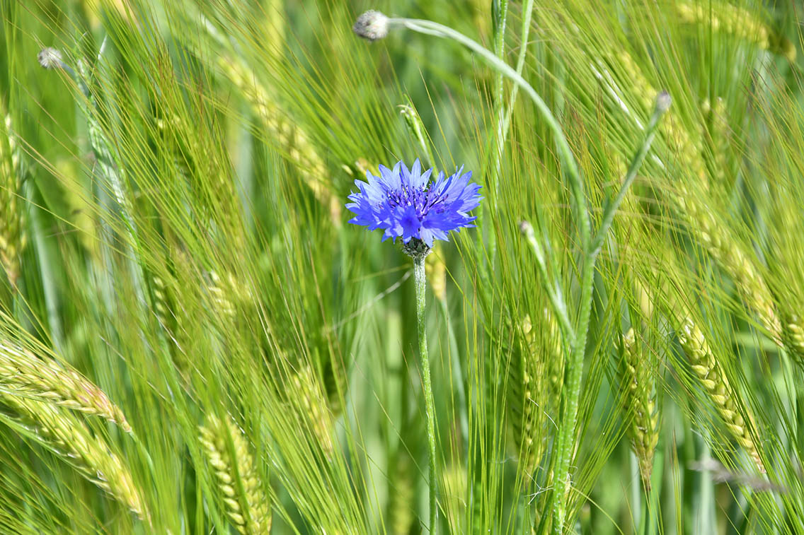 Naturschutzgebiet Ellerbachtal mit dem Ellerbach bei Ediger-Eller